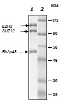 SDS-PAGE - Recombinant Human EZH2 + SUZ12 + RbAp48 protein (His tag N-Term, His tag N-Term + GST tag N-Term) (AB198127)