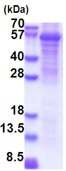 SDS-PAGE - Recombinant Human FAAH2 protein (denatured) (His tag N-Terminus) (AB174403)