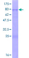 SDS-PAGE - Recombinant Human FAAH2 protein (GST tag N-Terminus) (AB165703)