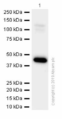 Western blot - Recombinant human FABP-1 protein (AB206788)