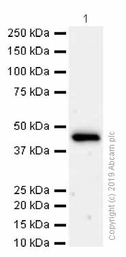 Western blot - Recombinant human FABP-1 protein (His tag N-Terminus) (AB206788)