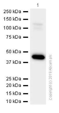 Western blot - Recombinant human FABP-1 protein (His tag N-Terminus) (AB206788)