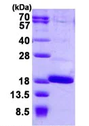 SDS-PAGE - Recombinant Human FABP12 protein (AB126660)