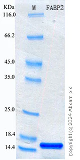 SDS-PAGE - Recombinant Human FABP2 Protein Standard (His tag) (AB316732)