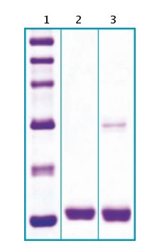 Recombinant Human FABP4 protein
