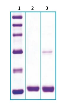 SDS-PAGE - Recombinant Human FABP4 protein (AB63283)
