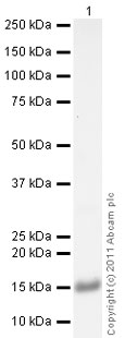 Western blot - Recombinant Human FABP4 protein (AB63283)