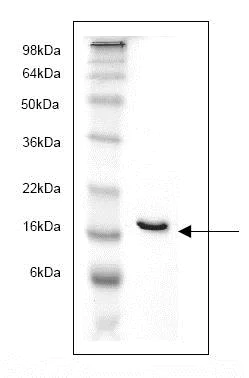 SDS-PAGE - Recombinant Human FABP4 protein (AB82834)