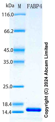 SDS-PAGE - Recombinant Human FABP4 Protein Standard (His tag) (AB316617)