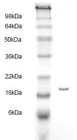 SDS-PAGE - Recombinant Human FABP5 protein (AB83027)