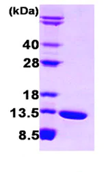 SDS-PAGE - Recombinant Human FABP6 protein (Tag Free) (AB87381)