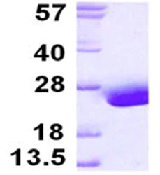 SDS-PAGE - Recombinant Human FABP9 protein (His tag N-Terminus) (AB124550)