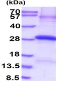 SDS-PAGE - Recombinant Human Factor D/CFD protein (denatured) (His tag N-Terminus) (AB139231)