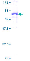 SDS-PAGE - Recombinant Human Factor H protein (GST tag N-Terminus) (AB131757)