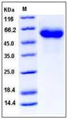 SDS-PAGE - Recombinant human Factor H protein (His tag) (AB276309)