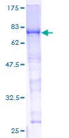 SDS-PAGE - Recombinant Human Factor X protein (GST tag N-Terminus) (AB158407)