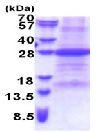 SDS-PAGE - Recombinant Human FAIM1 protein (denatured) (His tag N-Terminus) (AB174554)