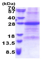 SDS-PAGE - Recombinant Human FAIM1 protein (denatured) (His tag N-Terminus) (AB174554)