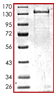 SDS-PAGE - Recombinant human FAK protein (AB105909), expandable thumbnail