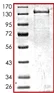 SDS-PAGE - Recombinant human FAK protein (AB105909)