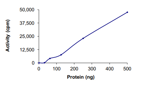 Functional Studies - Recombinant human FAK protein (GST tag N-Terminus) (AB105909)