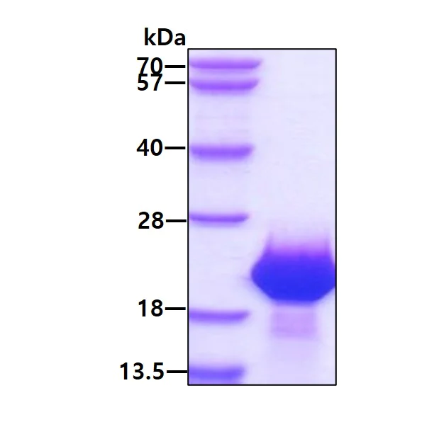 SDS-PAGE - Recombinant Human FAM107B protein (His tag N-Terminus) (AB171700)