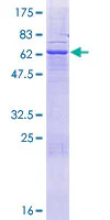 SDS-PAGE - Recombinant Human FAM108A1 protein (GST tag N-Terminus) (AB164382)