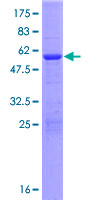 Recombinant Human FAM108B1 protein