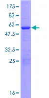 SDS-PAGE - Recombinant Human FAM108B1 protein (GST tag N-Terminus) (AB162416)