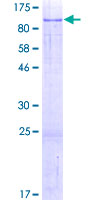 SDS-PAGE - Recombinant Human FAM111A protein (AB163753)