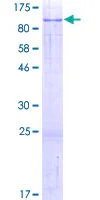 SDS-PAGE - Recombinant Human FAM111A protein (GST tag N-Terminus) (AB163753)