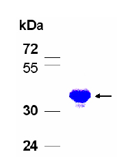 Recombinant Human FAM111B protein