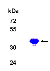 SDS-PAGE - Recombinant Human FAM111B protein (AB79576)