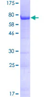 SDS-PAGE - Recombinant Human FAM131B protein (GST tag N-Terminus) (AB160624)