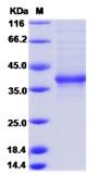 SDS-PAGE - Recombinant Human FAM150A protein (Fc Chimera) (AB276667)