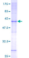 Recombinant Human FAM210A protein