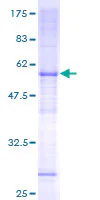 SDS-PAGE - Recombinant Human FAM210A protein (GST tag N-Terminus) (AB165234)
