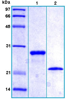 SDS-PAGE - Recombinant Human Fam3a protein (AB167946)
