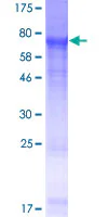 SDS-PAGE - Recombinant Human FAM46A protein (GST tag N-Terminus) (AB163140)