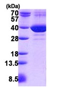 SDS-PAGE - Recombinant Human FAM49B protein (AB140726)