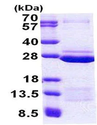 SDS-PAGE - Recombinant Human FAM50A/XAP5 protein (His tag N-Terminus) (AB156718)