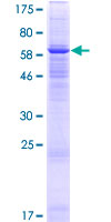 Recombinant Human FAM55A protein