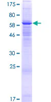 SDS-PAGE - Recombinant Human FAM55A protein (GST tag N-Terminus) (AB165165)