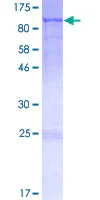 SDS-PAGE - Recombinant Human FAM5C protein (GST tag N-Terminus) (AB166266)