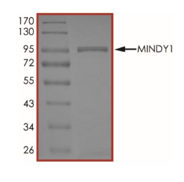 SDS-PAGE - Recombinant Human FAM63A protein (GST tag N-Terminus) (AB268794)