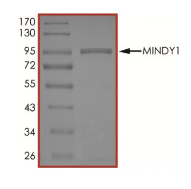 SDS-PAGE - Recombinant Human FAM63A protein (Tagged) (AB268794)