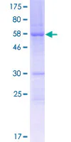 SDS-PAGE - Recombinant Human FAM64A protein (GST tag N-Terminus) (AB162752)