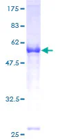SDS-PAGE - Recombinant Human FANCA/FAA protein (GST tag N-Terminus) (AB152374)
