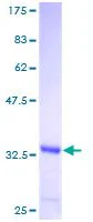SDS-PAGE - Recombinant Human FANCI protein (GST tag N-Terminus) (AB132153)