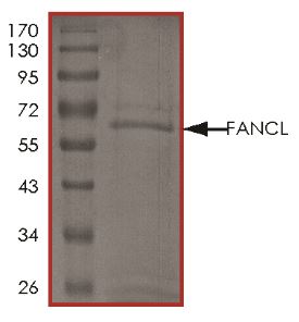 SDS-PAGE - Recombinant Human FANCL protein (Tagged) (AB268550), expandable thumbnail